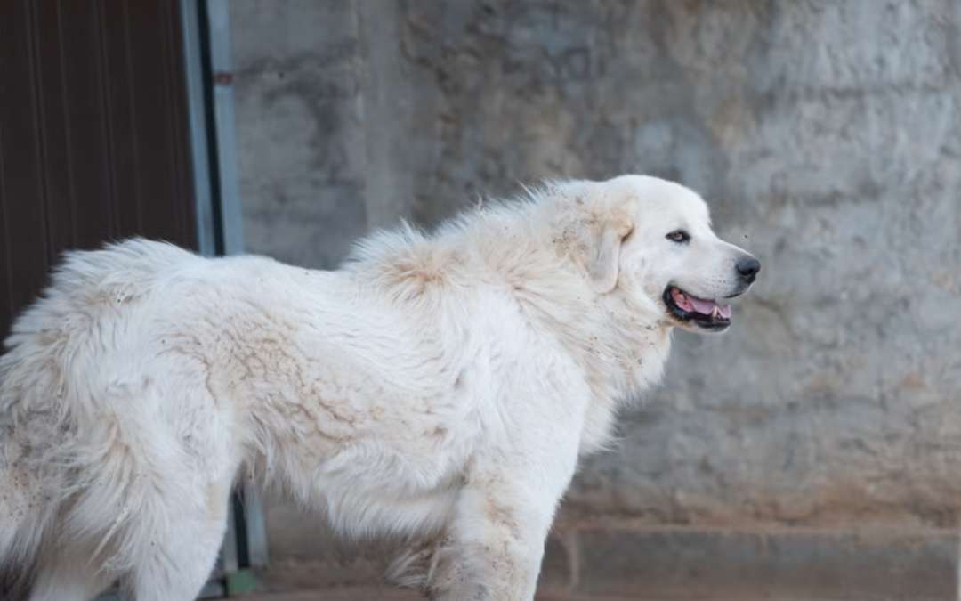 This Working Dog Is So Happy on the Farm, He Literally Dances Around the Horses