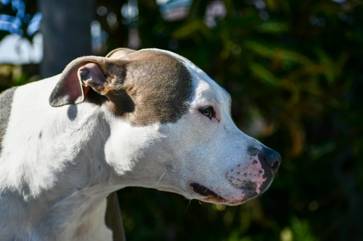 Shelter Dog’s Whole Face Lights Up When She Learns She’s Finally Going Home