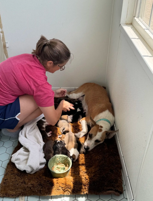 Everyone Was Shocked When This Mama Dog Delivered A Massive Litter Of 14 Puppies