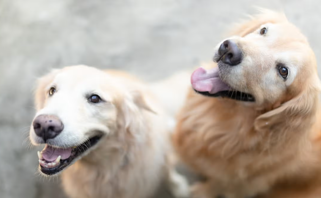 These Golden Retrievers Have Joined Forces, And Mom Never Stands A Chance