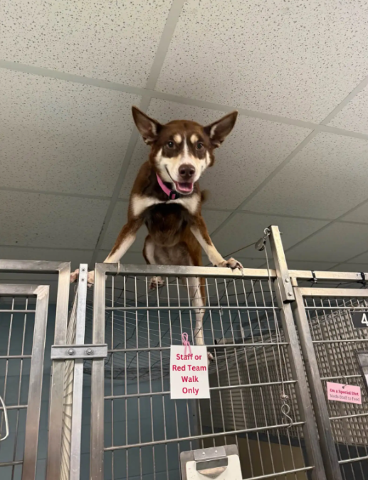 Rescued Husky Had Everyone Laughing After Pulling Off the Ultimate Jailbreak