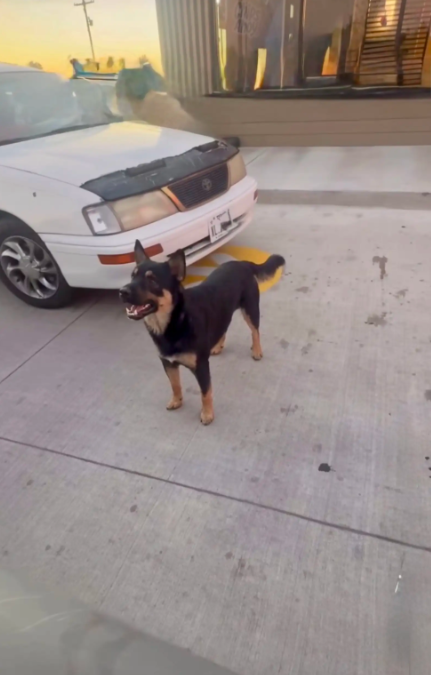 This Clever Stray Dog Learned One Trick At McDonald’s That Changed His Life Forever