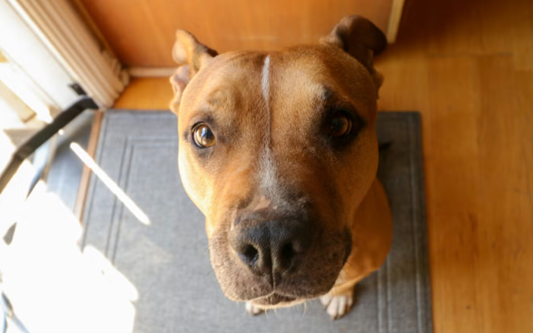 Anxious Foster Dog Finds Comfort in the Sweetest Four-Legged Friend