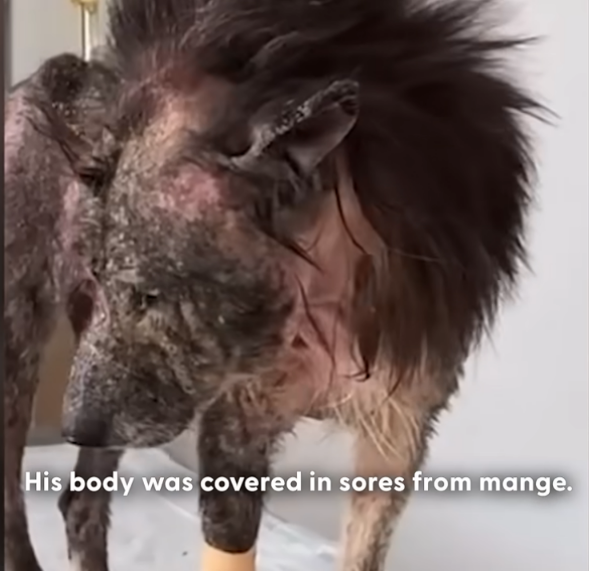 Rescuers Couldn’t Believe What This Mangy Dog Looked Like After Five Months