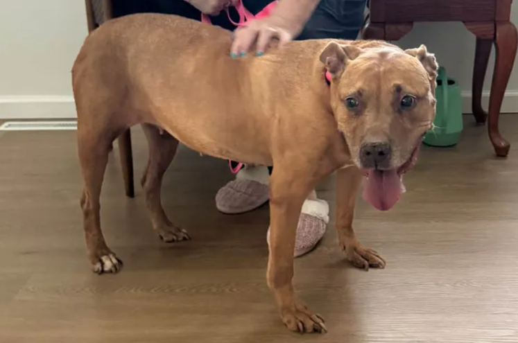 At 12 Years Old, Nyla Finally Left the Shelter Behind for the Life She Deserved