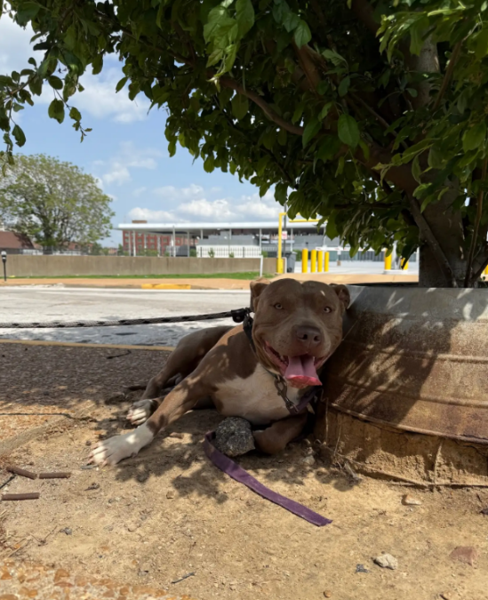 Dog Left Tied to a Tree Keeps Looking Around, Still Waiting for His Family to Come Back