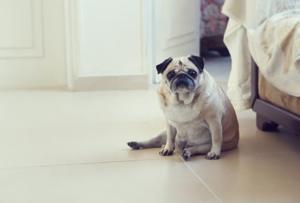Those Extra Pounds Could Be Hurting Your Dog More Than You Realize