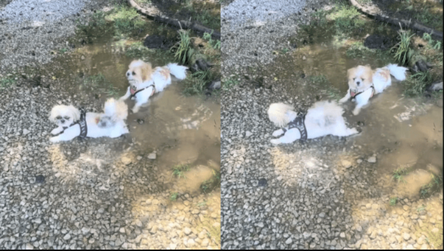 This Former Puppy Mill Dog Finally Gets To Enjoy The Freedom He Deserved