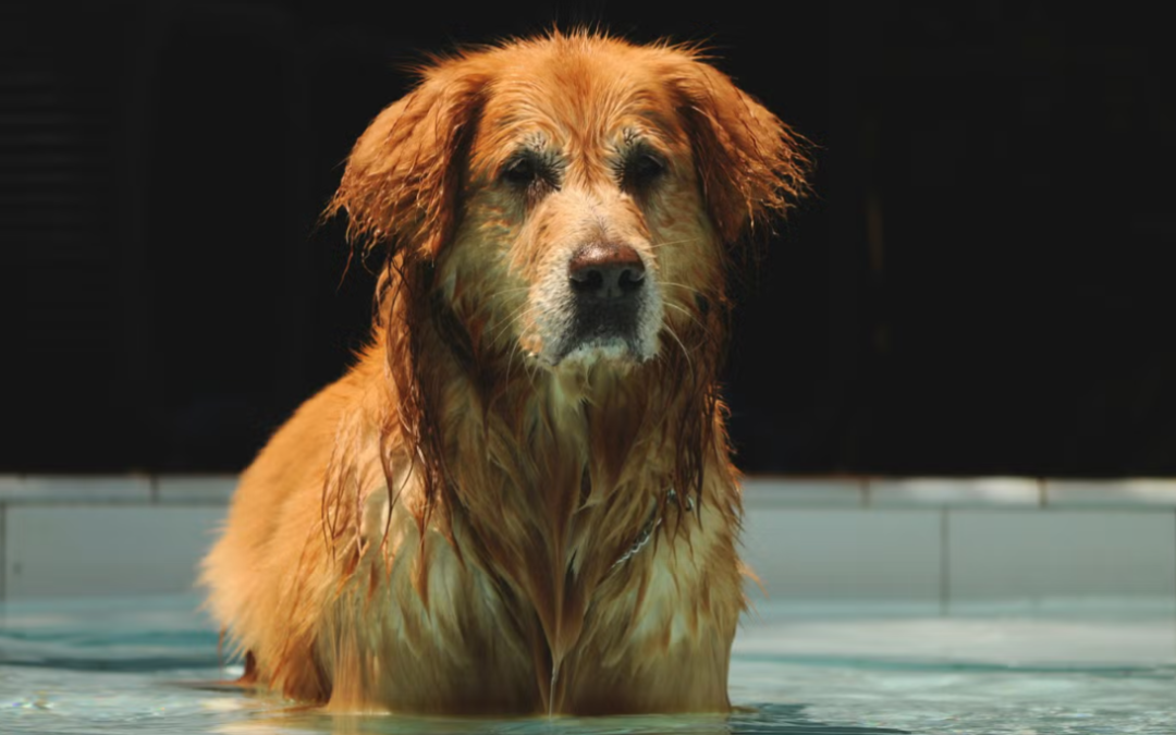 Golden Retriever Turns His Human Into a Pool Noodle in the Sweetest Summer Video