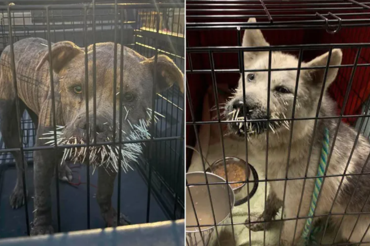 Rescuers Couldn’t Believe How Many Quills Were Stuck in These Two Dogs