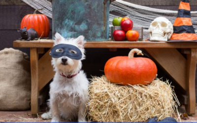 Costumes, Treats & Tail Wags: How to Throw a Halloween Party Your Dog Will Love