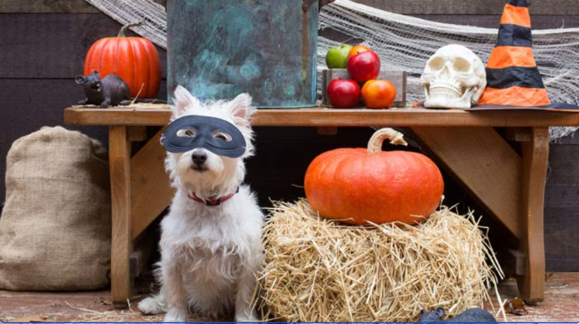 Costumes, Treats & Tail Wags: How to Throw a Halloween Party Your Dog Will Love
