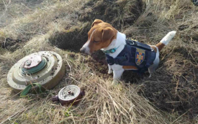 Patron Started as a Family Dog. Then He Became Ukraine’s Beloved Bomb-Sniffing Hero