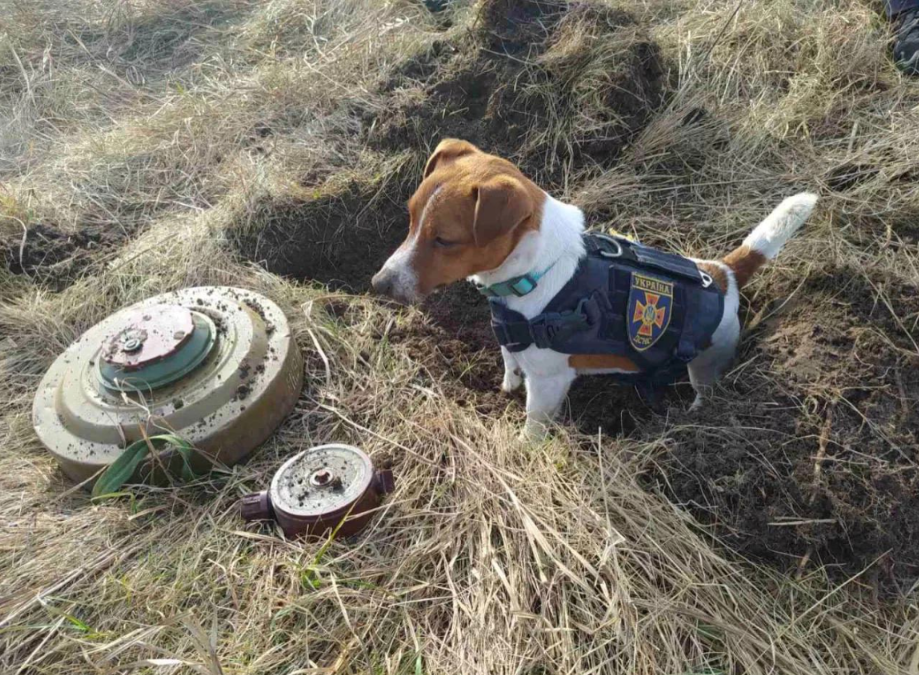 Patron Started as a Family Dog. Then He Became Ukraine’s Beloved Bomb-Sniffing Hero