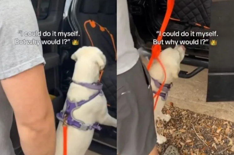 This Puppy Could Get Into the Car Herself, But She Had a Cuter Plan