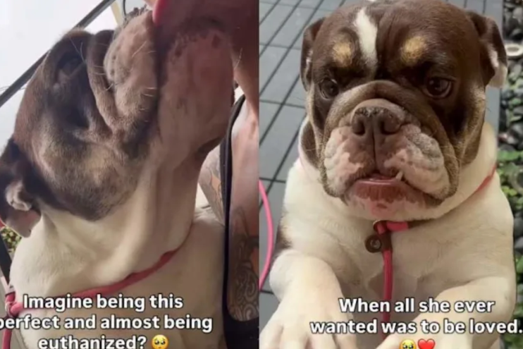 All Pebbles Wanted Was Love. Somehow, She Almost Ran Out Of Time
