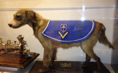 They Smuggled Their Puppy Onto a Ship, But Nobody Expected Her to Become a Wartime Hero