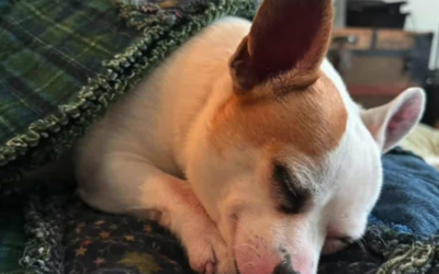 Foster Dog Finds an Adopter in Just 2 Days—But His Foster Mom Has a Change of Heart
