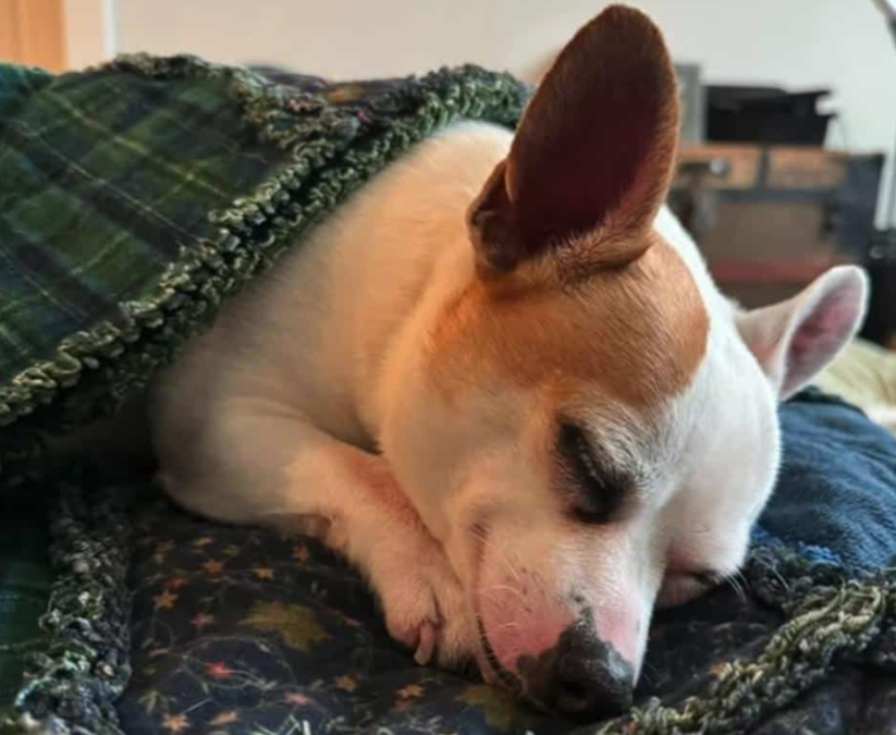 Foster Dog Finds an Adopter in Just 2 Days—But His Foster Mom Has a Change of Heart