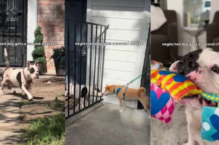 Someone Kept Checking on This Chained Dog—And Eventually, Pinky Got His Second Chance