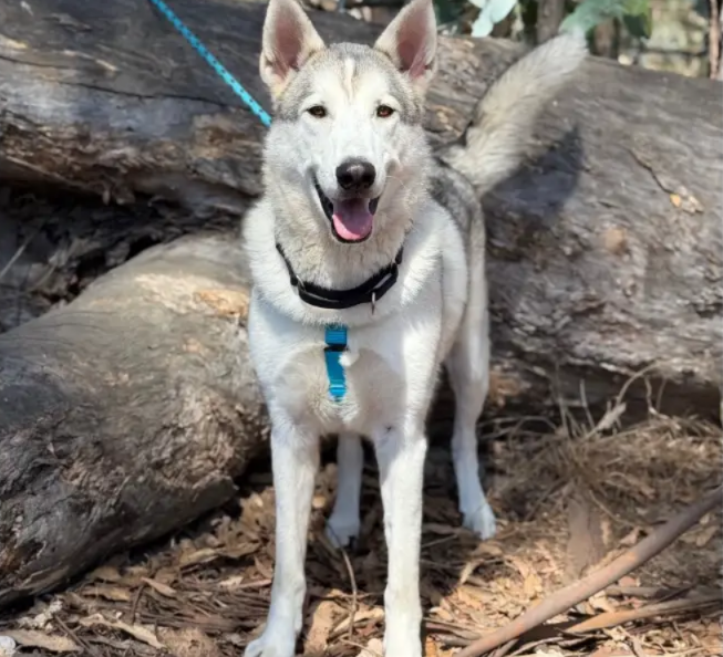 Meet Pismo, the “Talking” Husky Who’s Looking for an Active Family to Call His Own