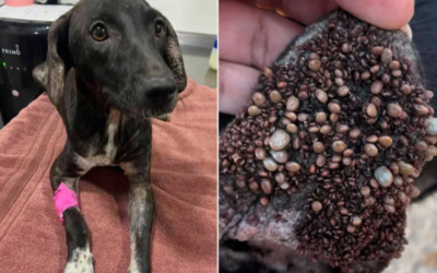 Rescuers Found Princess in Terrible Shape, But Her Gentle Heart Hadn’t Changed