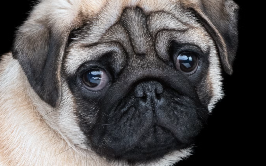 Tiny Pug Puppy In A Tutu Is So Round And Adorable, People Say She Looks Like A Little Potato