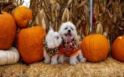 Before You Take Your Dog to the Pumpkin Patch, Don’t Make These 10 Mistakes