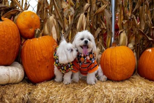Before You Take Your Dog to the Pumpkin Patch, Don’t Make These 10 Mistakes