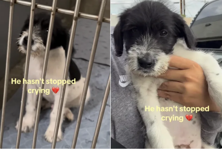 Abandoned Puppy Keeps Crying at Rescue, Not Yet Realizing He’s Finally Safe