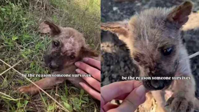 Tiny Rescue Puppy Has No One Until One Compassionate Stranger Changes Everything