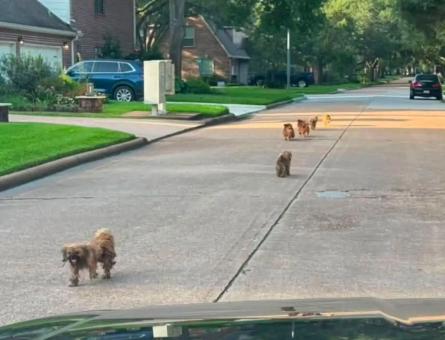 A Group Of Shih Tzus Suddenly Appears On Houston Streets, And Their Story Leaves Rescuers Heartbroken