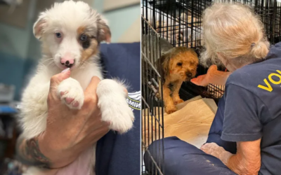 They Had Never Even Learned How To Play. Now These 86 Dogs Are Finally Free