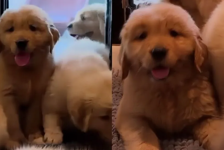 Eight-Week-Old Golden Retrievers Discover a Doggy Door, and Chaos Quickly Follows
