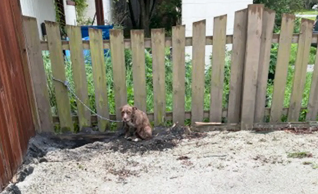 Abandoned Dog Spends a Day and a Half Outside a Vet Clinic—Then Someone Takes Him Home