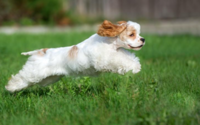 Say “Come!” and Your Dog Runs the Other Way? Here’s How to Fix It