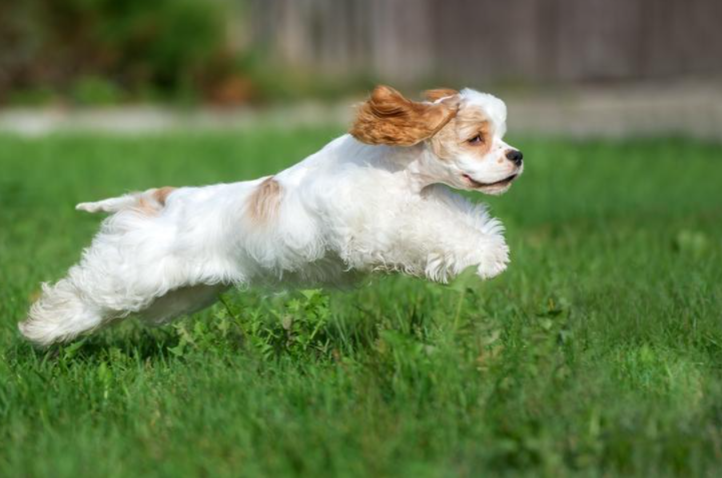 Say “Come!” and Your Dog Runs the Other Way? Here’s How to Fix It