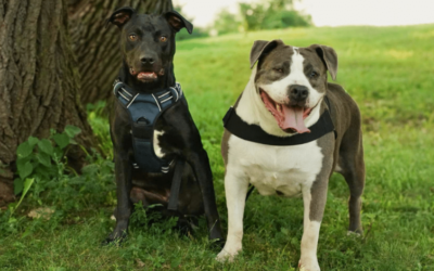 They Thought They Needed a Dog. What They Found Was the One They’d Been Waiting For