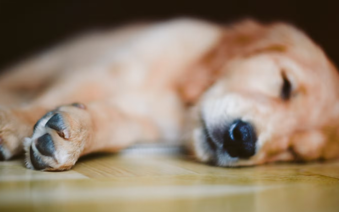 Puppy’s Adorable Happy-Hour Snooze Is the Party Foul Nobody Can Be Mad About
