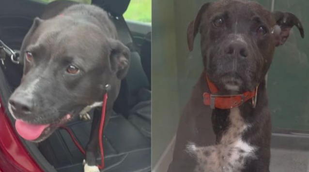 Everyone Thought Saint Was No Longer Adoptable—Then One Man Changed His Story