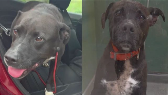 Everyone Thought This Shelter Dog Was No Longer Adoptable, But One Man Saw His Future