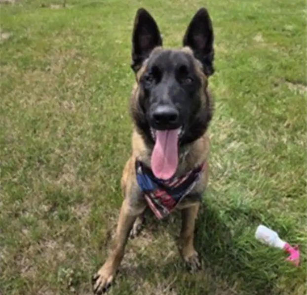 Meet Seo: The Loyal Shelter Dog Who Just Wants Someone to Call His Own