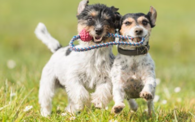Does Your Dog Avoid Other Dogs? Here’s What They May Really Be Trying to Tell You