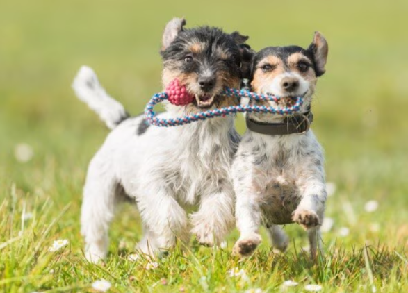 Does Your Dog Avoid Other Dogs? Here’s What They May Really Be Trying to Tell You