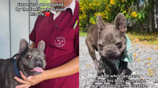 This Frightened Rescue Dog Was Still Healing When His Veterinarian Gave Him The Best News