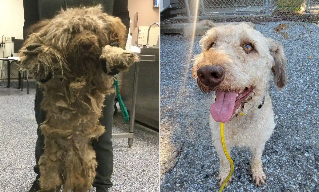 Tiny Stray Dog Freed From 3 Pounds Of Filthy Fur Finally Gets A Fresh Start