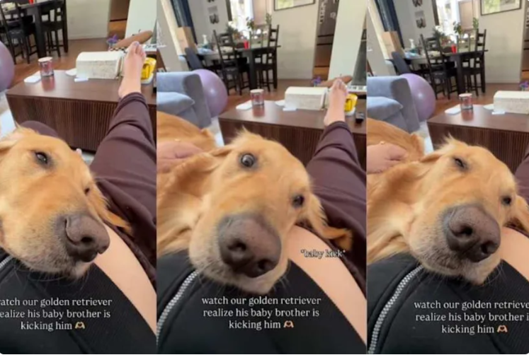 This Golden Retriever Got the Sweetest Surprise While Resting on His Pregnant Mom