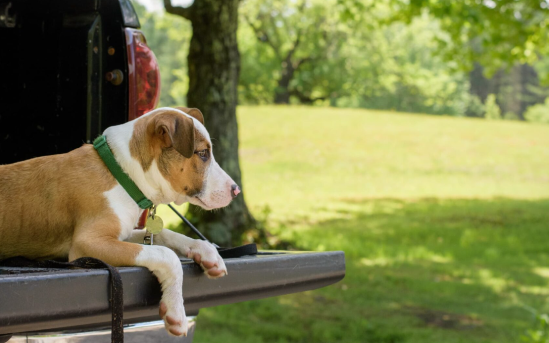 Before You Bring Your Dog to the Big Game Party, Make Sure You Know These Safety Tips