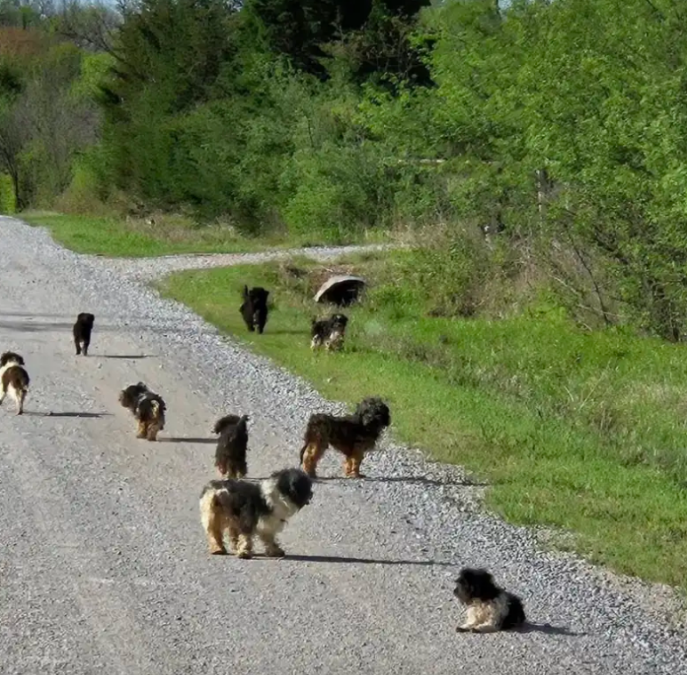 Woman Stops to Help Two Puppies on a Remote Road—Then Seven More Come Running Out