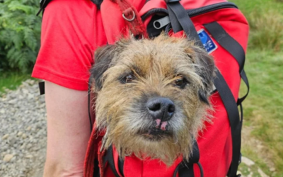 Lost Dog Survives Nearly 3 Weeks Alone on a Mountain Before a Miraculous Rescue